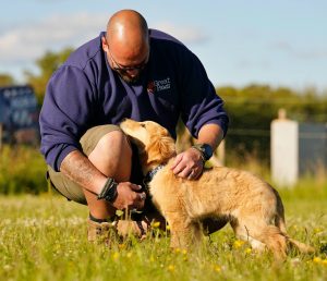Great Paws Dog Training Puppy Training scent training Doggy Day Care Dog Day Care in Darlington Middlesbrough Stockton Yarm Wynyard Hartlepool Sedgefield Durham