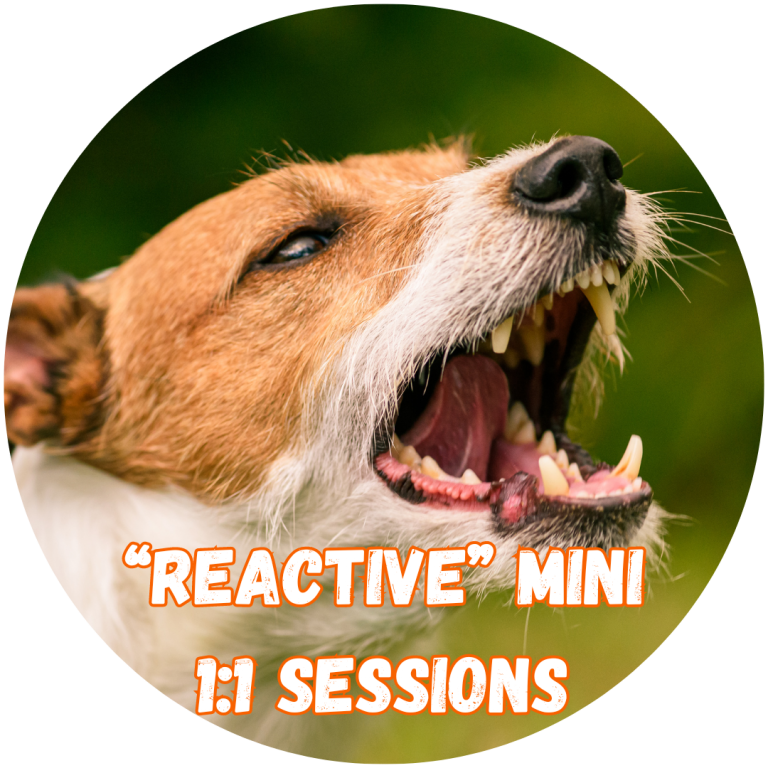 Great Paws Dog Training Puppy Training scent training Doggy Day Care Dog Day Care in Darlington Middlesbrough Stockton Yarm Wynyard Hartlepool Sedgefield Durham Great Paws Click Reactive Dog Training