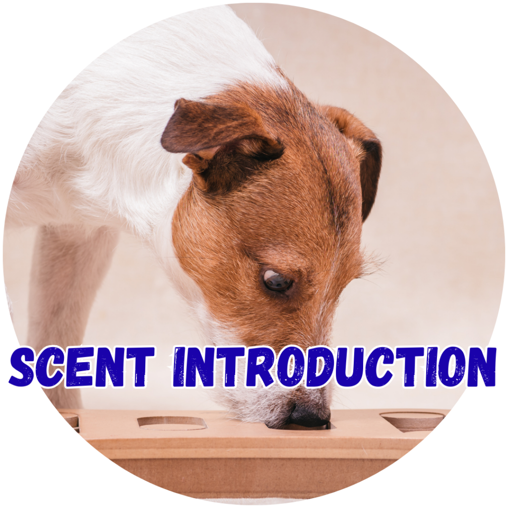 Great Paws Dog Training Puppy Training scent training scent detection scent trials odour Doggy Day Care Dog Day Care in Darlington Middlesbrough Stockton Yarm Wynyard Hartlepool Sedgefield Durham Great Paws Click