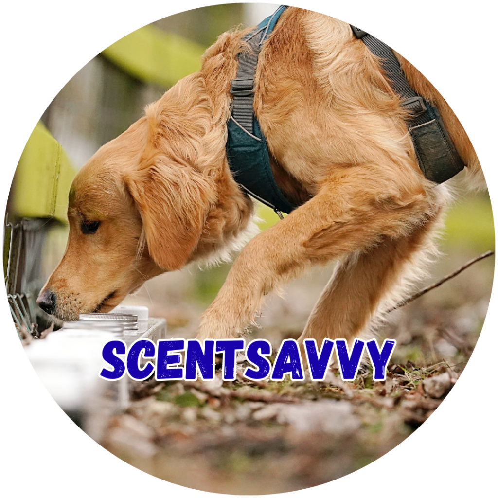 Great Paws Dog Training Puppy Training scent training scent detection scent trials odour Doggy Day Care Dog Day Care in Darlington Middlesbrough Stockton Yarm Wynyard Hartlepool Sedgefield Durham Great Paws Click