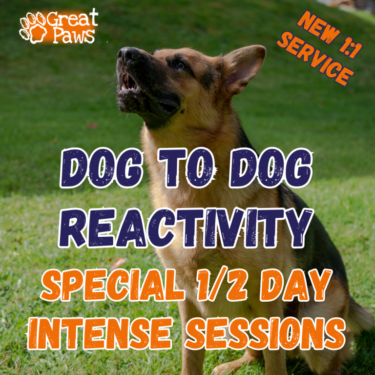 Great Paws Dog Training Puppy Training scent training Doggy Day Care Dog Day Care in Darlington Middlesbrough Stockton Yarm Wynyard Hartlepool Sedgefield Durham Great Paws Click Reactive Dog Training Online Dog Training
