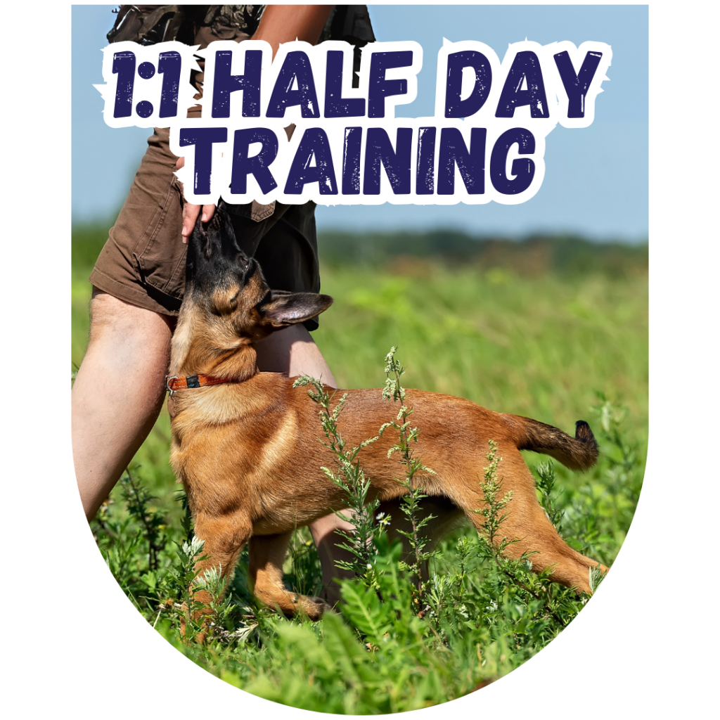 Great Paws Dog Training Puppy Training scent training Darlington Middlesbrough Stockton Yarm Wynyard Hartlepool Sedgefield Durham Great Paws Click Reactive Dog Training Online Dog Training 1 to 1 training