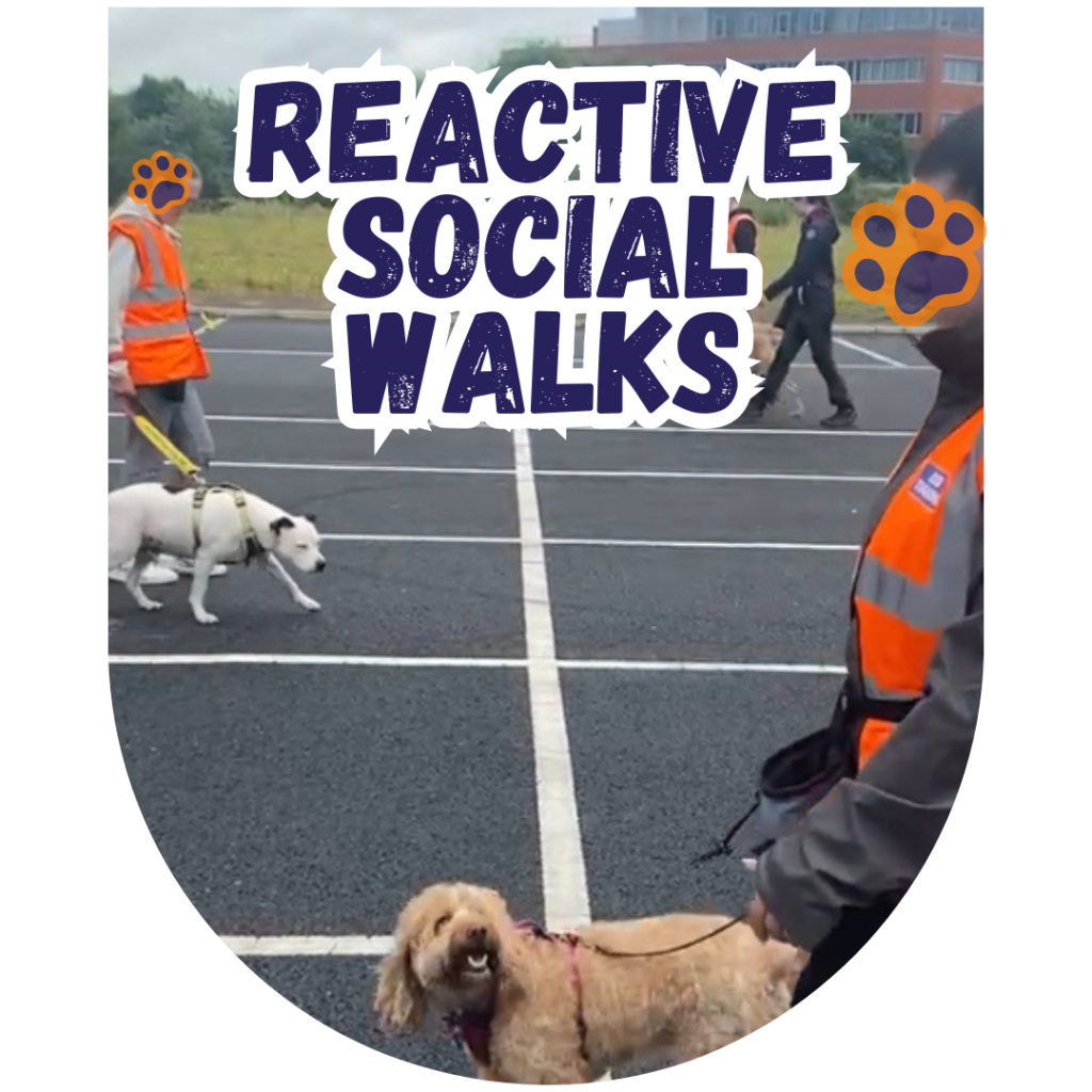 Great Paws Reactive Dog Chaperone Specialist Services Dog Training Puppy Training scent training Darlington Middlesbrough Stockton Yarm Wynyard Hartlepool Sedgefield Durham Great Paws Click Reactive Dog Training Online Dog Training 1 to 1 training