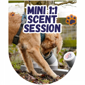 Great Paws Dog Training Puppy Training scent training Doggy Day Care Dog Day Care in Darlington Middlesbrough Stockton Yarm Wynyard Hartlepool Sedgefield Durham Great Paws Click Reactive Dog Training Online Dog Training