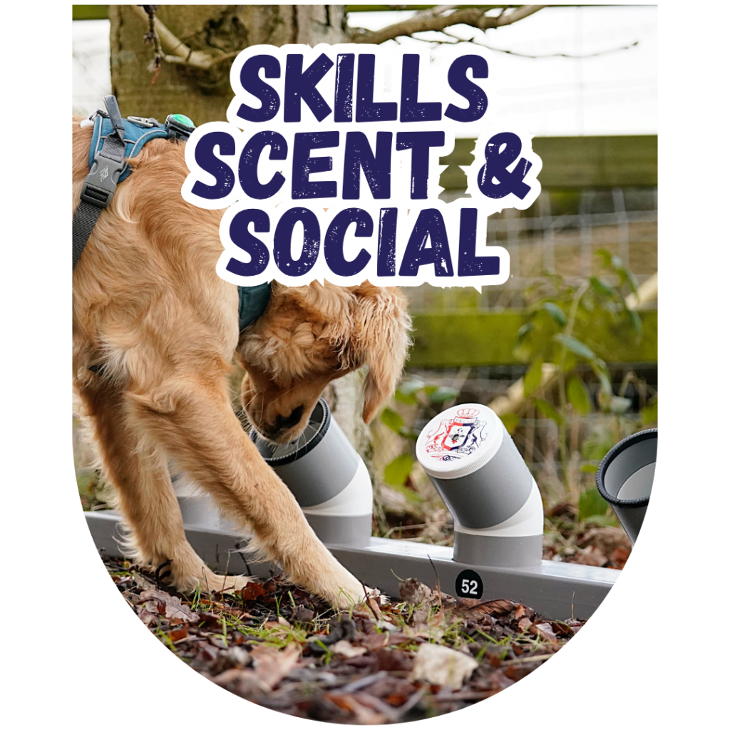 Great Paws Dog Training Puppy Training scent training Darlington Middlesbrough Stockton Yarm Wynyard Hartlepool Sedgefield Durham Great Paws Click Reactive Dog Training Online Dog Training 1 to 1 training