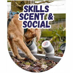 Great Paws Dog Training Puppy Training scent training Darlington Middlesbrough Stockton Yarm Wynyard Hartlepool Sedgefield Durham Great Paws Click Reactive Dog Training Online Dog Training 1 to 1 training