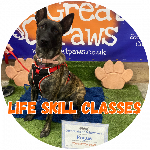 Great Paws Dog Training Puppy Training scent training Doggy Day Care Dog Day Care in Darlington Middlesbrough Stockton Yarm Wynyard Hartlepool Sedgefield Durham Great Paws Click