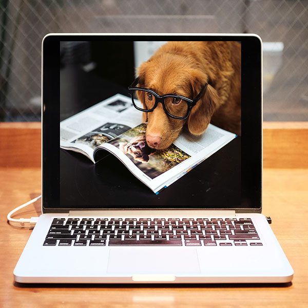 Great Paws Online Courses