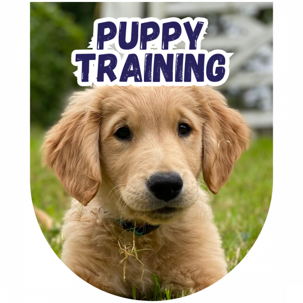 Great Paws Dog Training Puppy Training scent training Darlington Middlesbrough Stockton Yarm Wynyard Hartlepool Sedgefield Durham Great Paws Click Reactive Dog Training Online Dog Training 1 to 1 training