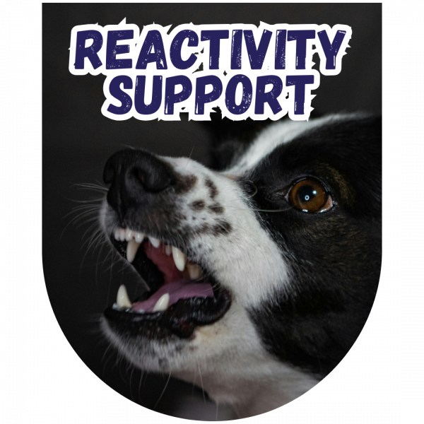 Great Paws Dog Training Puppy Training scent training Darlington Middlesbrough Stockton Yarm Wynyard Hartlepool Sedgefield Durham Great Paws Click Reactive Dog Training Online Dog Training 1 to 1 training
